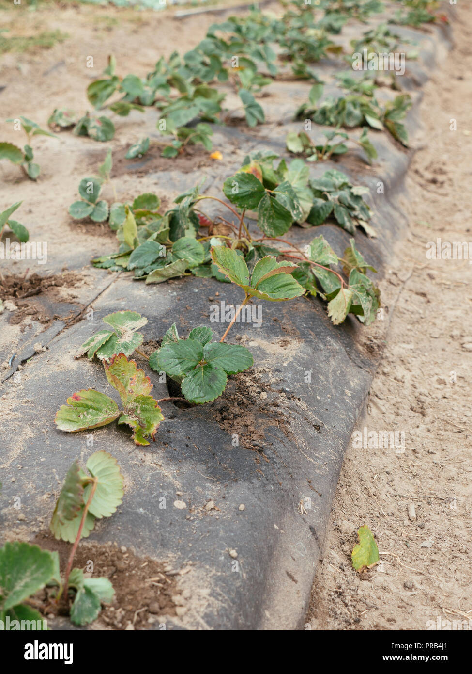 Strawberries planted in a hill system with 3 rows, covered with a biodegradable and compostable weed suppression fabric. Stock Photo
