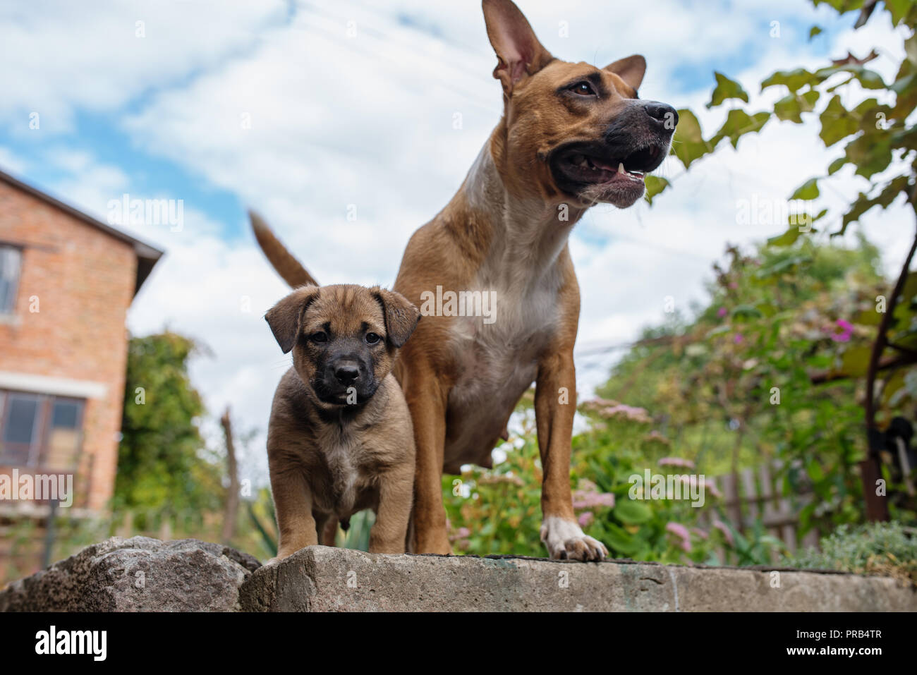 Strong And Beautiful American Staffordshire Terrier And A Puppy Stock Photo Alamy