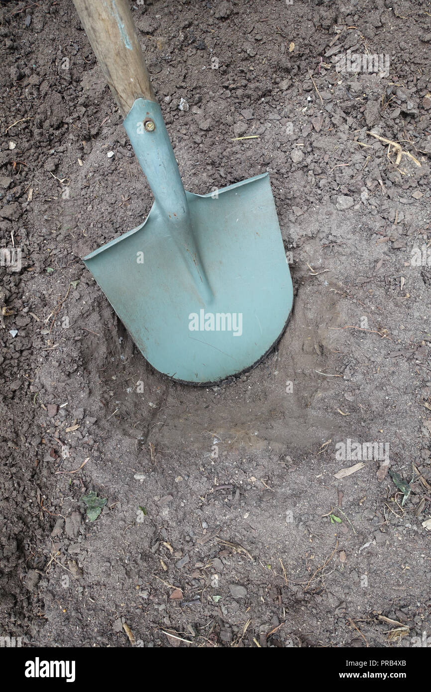 Shovel in the ground Stock Photo