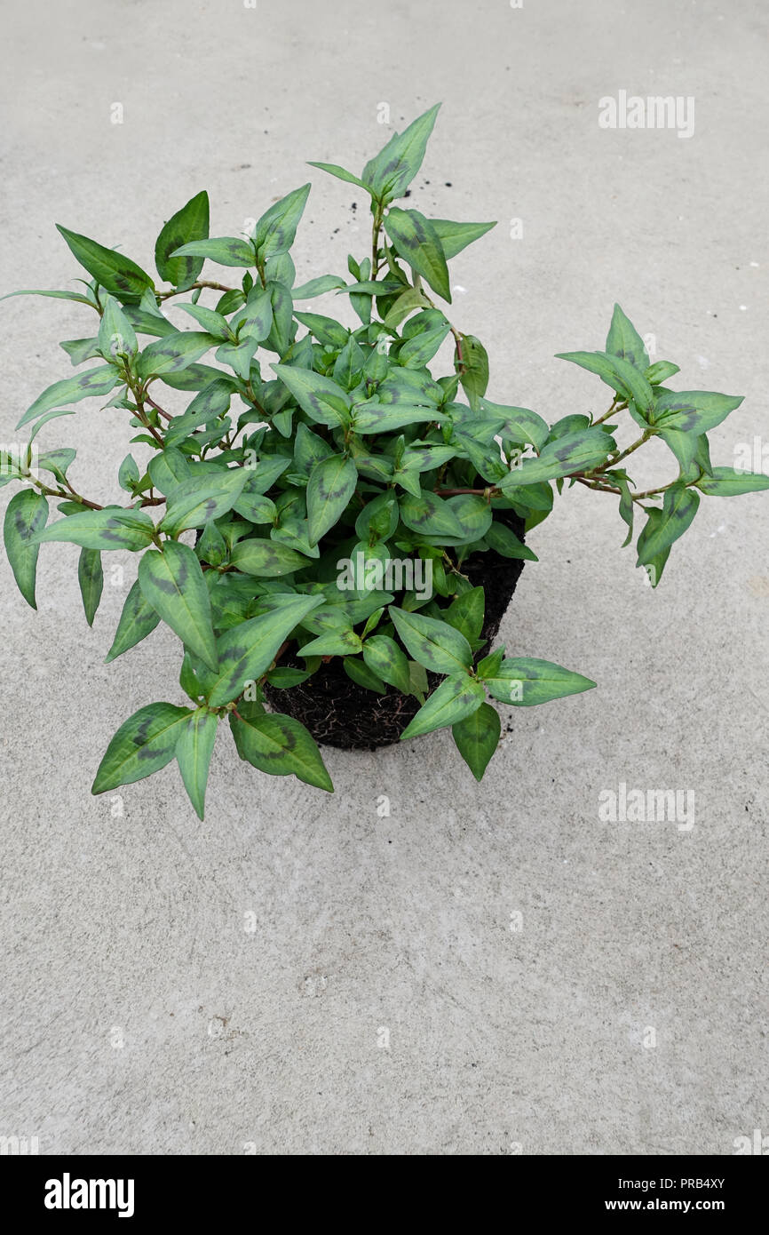 Vietnamese mint, Persicaria odorata growing in a pot isolated Stock Photo