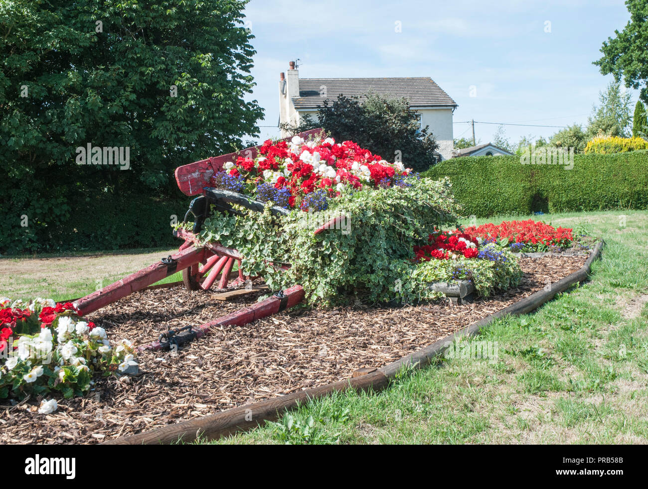 Roadside flower display of Red and White begonias with Ivy in old farmcart. Situaded on road to Stalmine village near Blackpool Lancashire England UK. Stock Photo