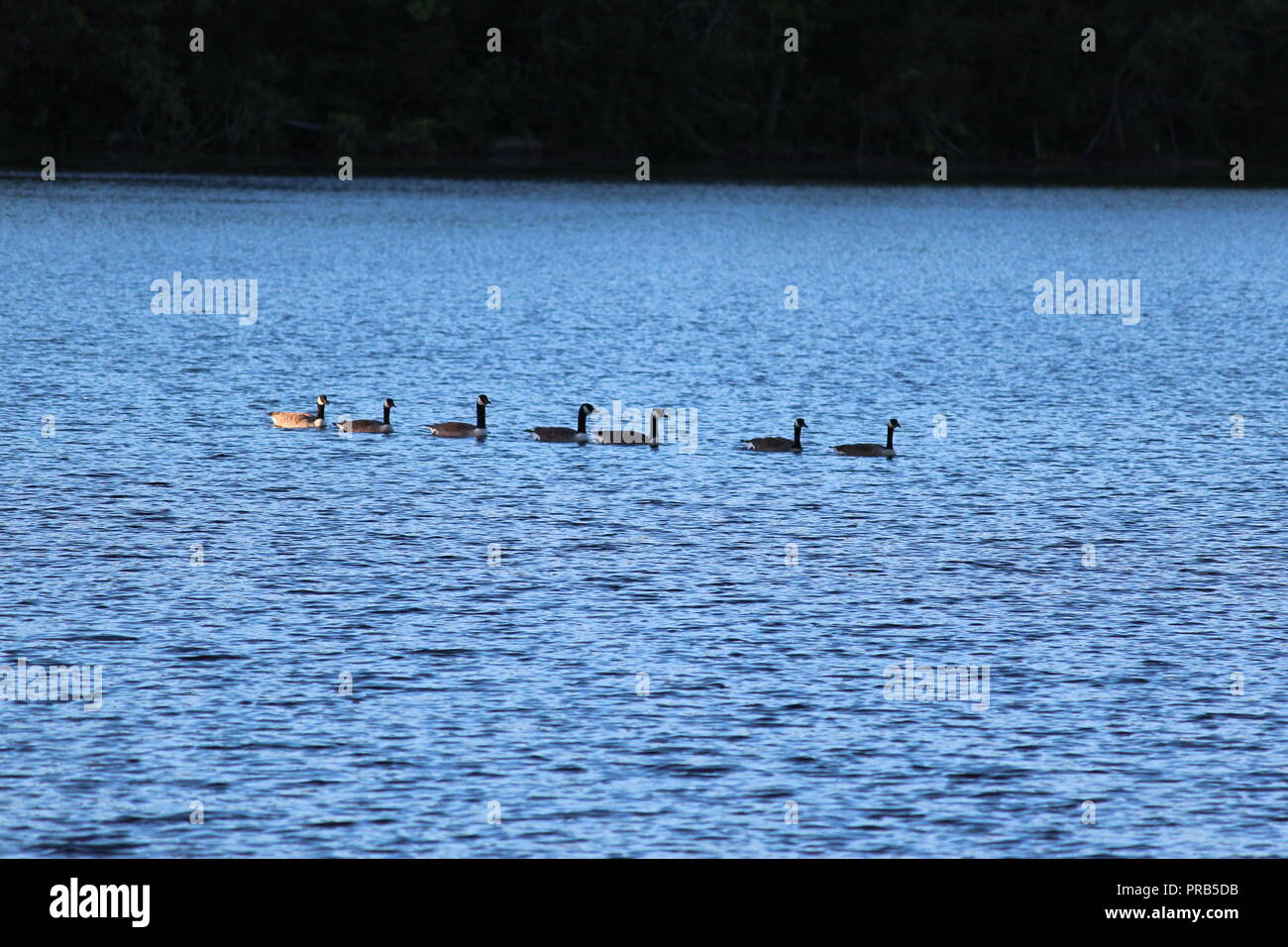 Family of ducks gliding gently across a pond Stock Photo