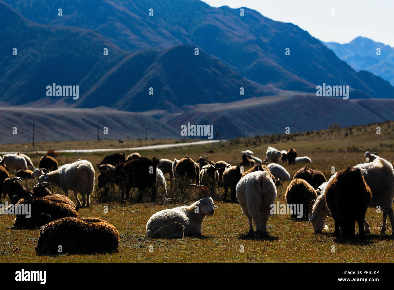 Woman in altai mountains hi-res stock photography and images - Alamy