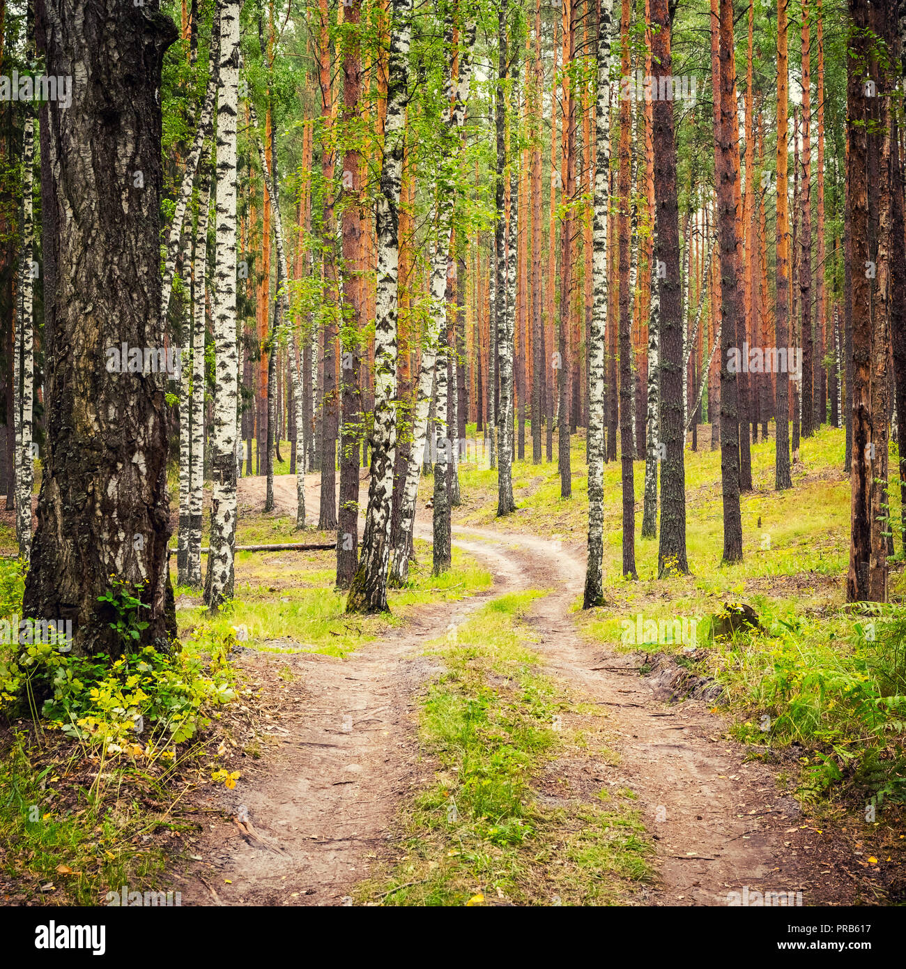 Pathway in summer forest Stock Photo
