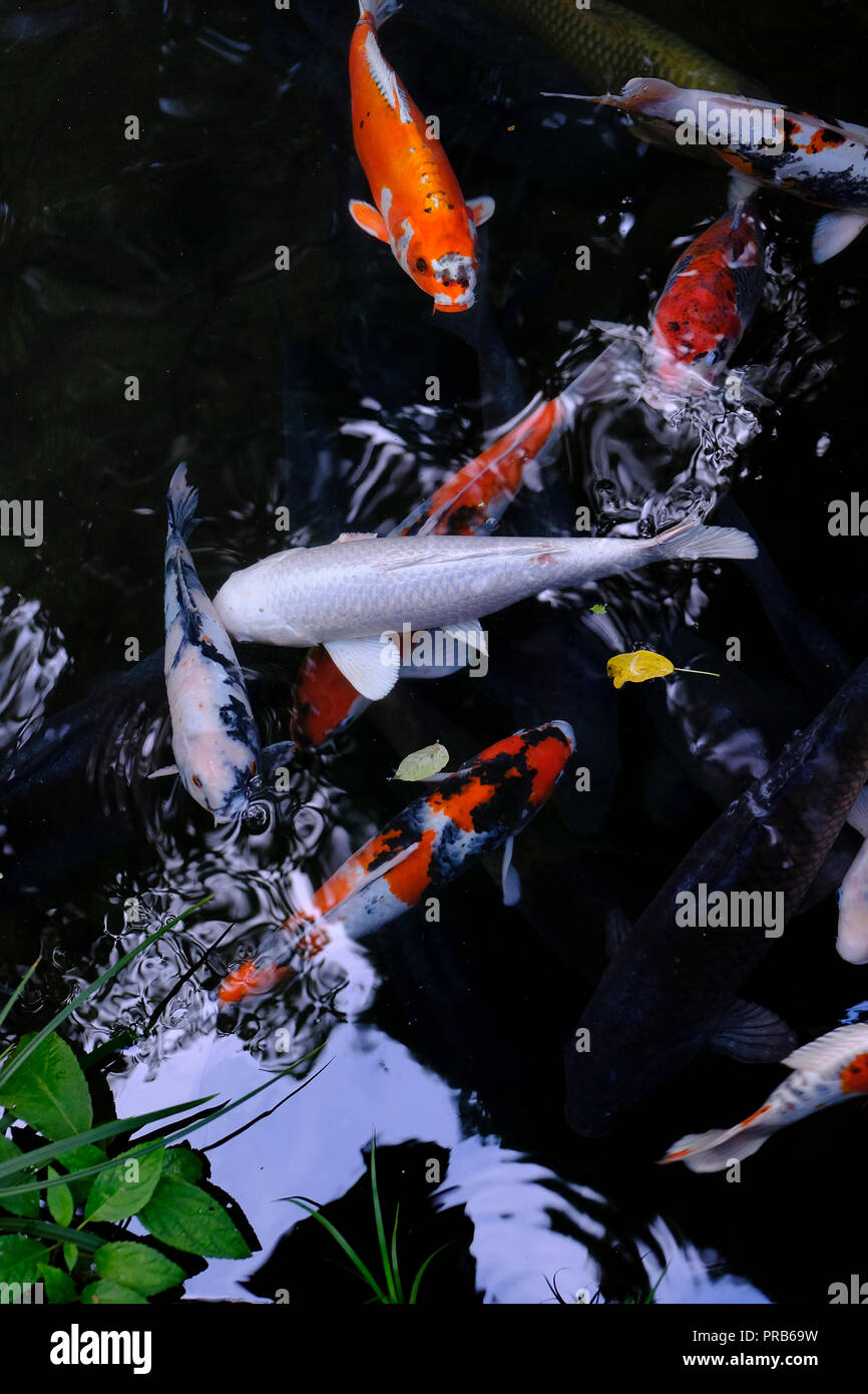 Twilight In Koi Pond >> Koi Fish Pond Stock Photos Koi Fish Pond Stock Images Alamy Twilight In Koi Pond >> Koi Fish Pond Stock Photos Koi Fish Pond Stock Images Alamy