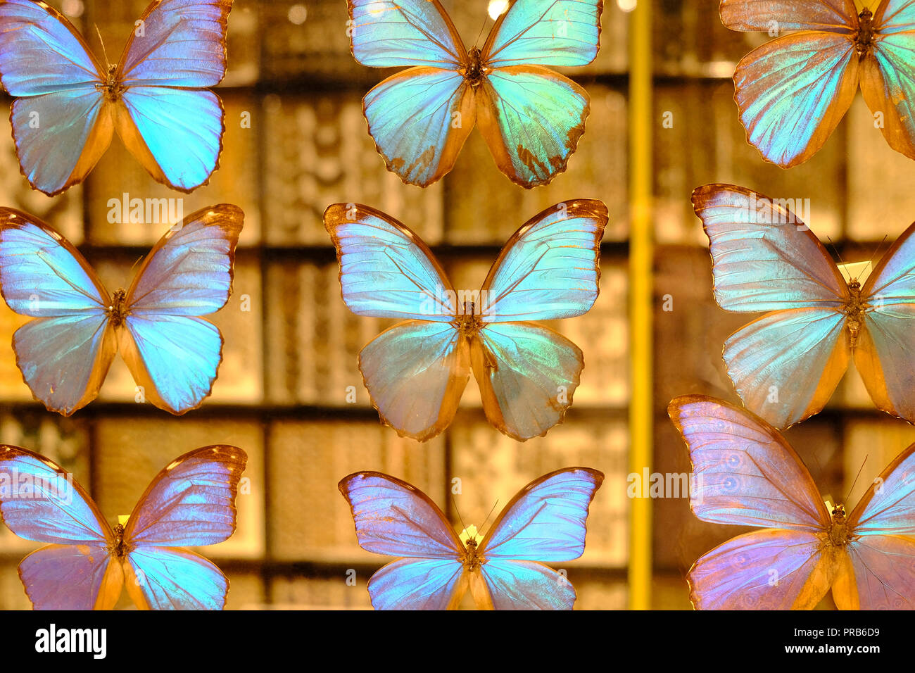 Iridescent Morpho butterflies displayed in a transparent glass frame Stock Photo