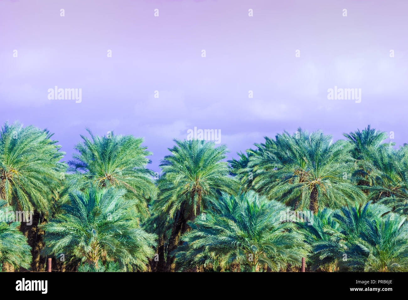 Tropical evening landscape. Grove of the palm trees against the sunset sky. Beautiful nature. Plantation of date palms Stock Photo