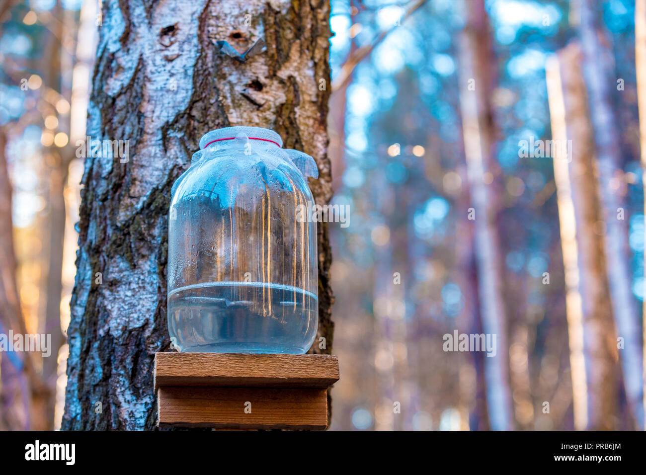 Production of birch sap in the glass jar in the forest. Springtime Stock Photo