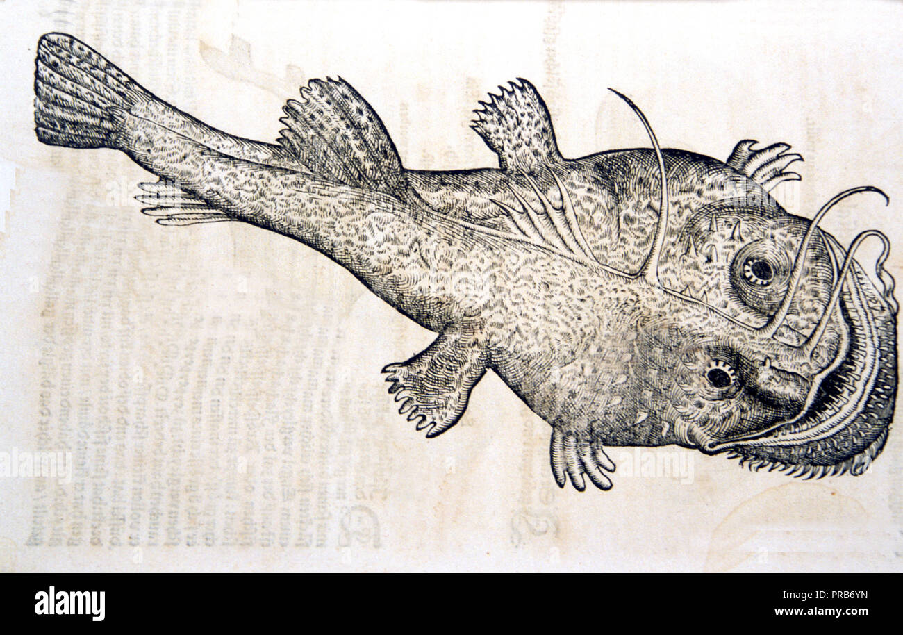 Von der anderen gestalt der fischen ca. 1563 - 16th century fish illustration / drawing Stock Photo