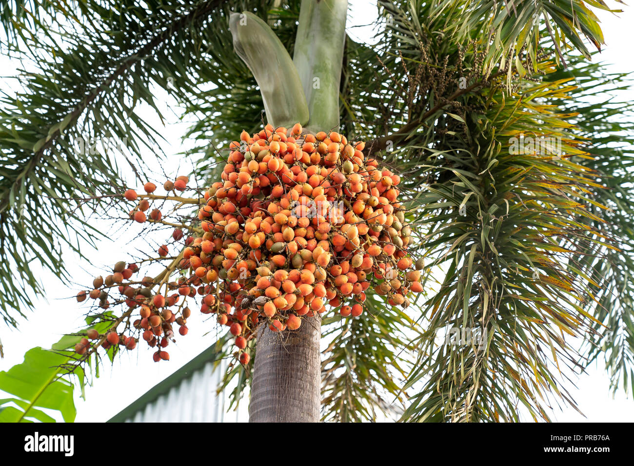 Red Palm Tree Berries High Resolution Stock Photography and Images Alamy
