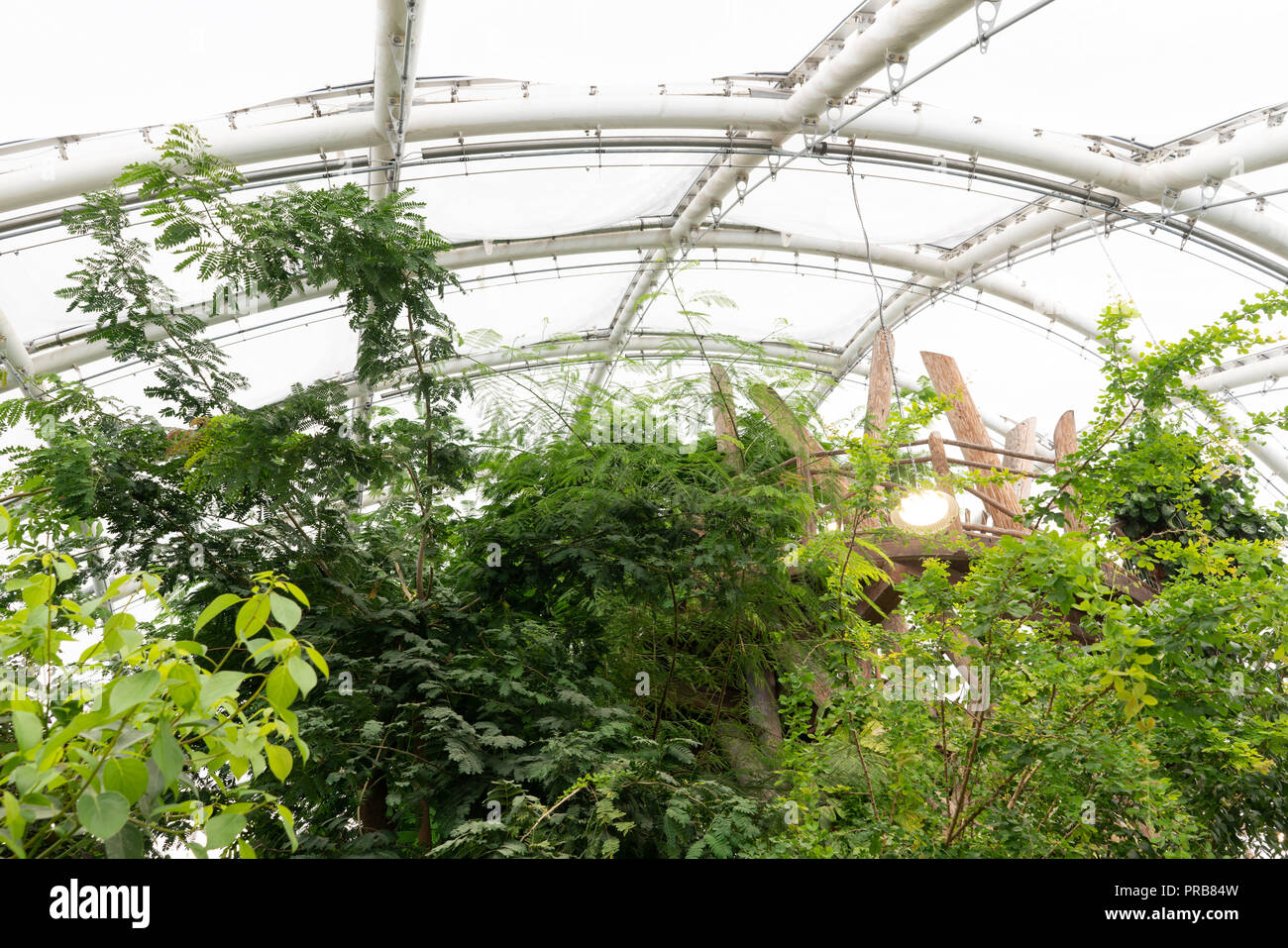 Tropical conservatory of the greenhouses in the Botanic Garden 