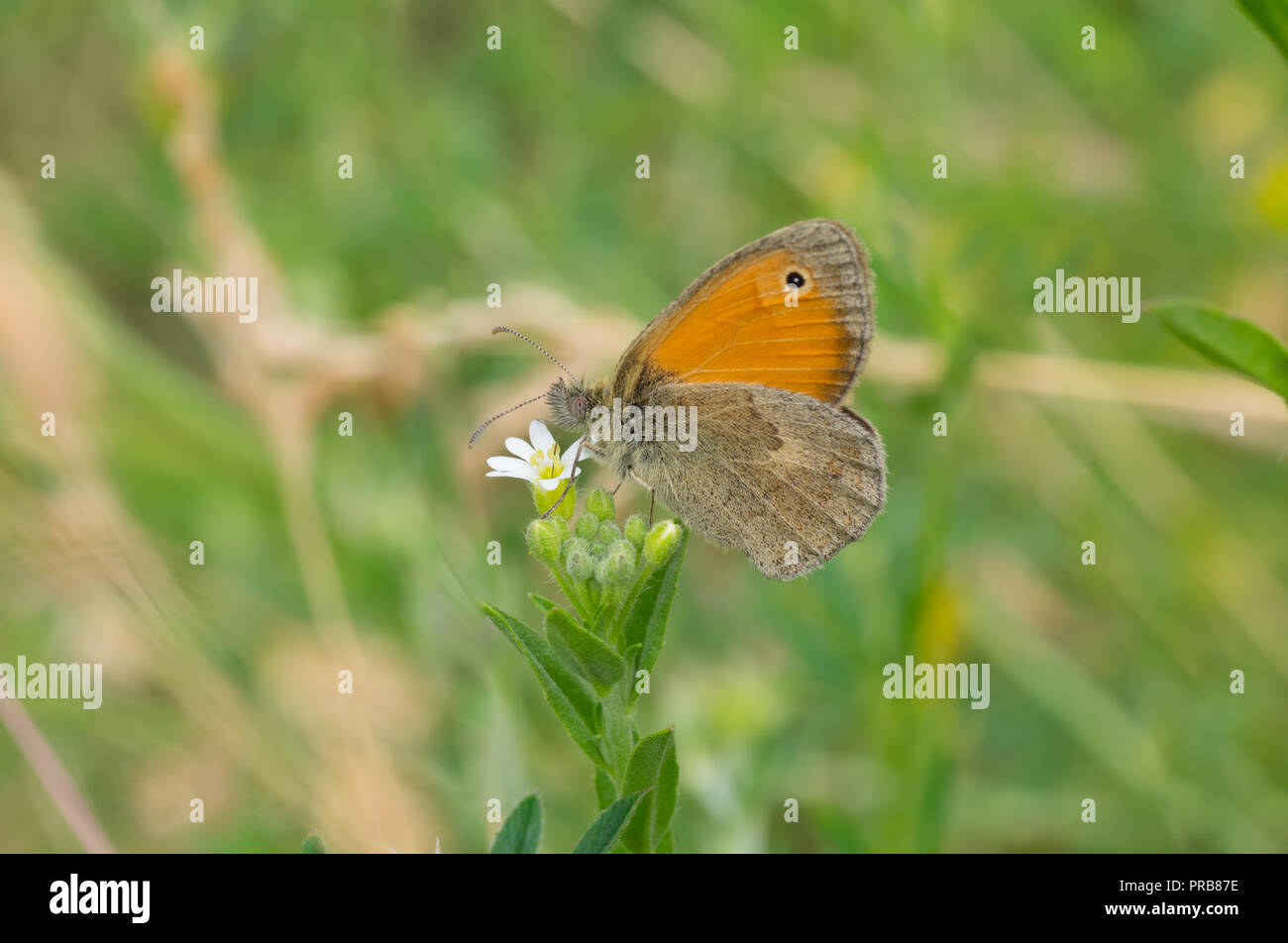 Meadow brown (Maniola jurtina) butterfly sitting on Wild Stellaria media weed plant in flowering time and sucking nectar Stock Photo