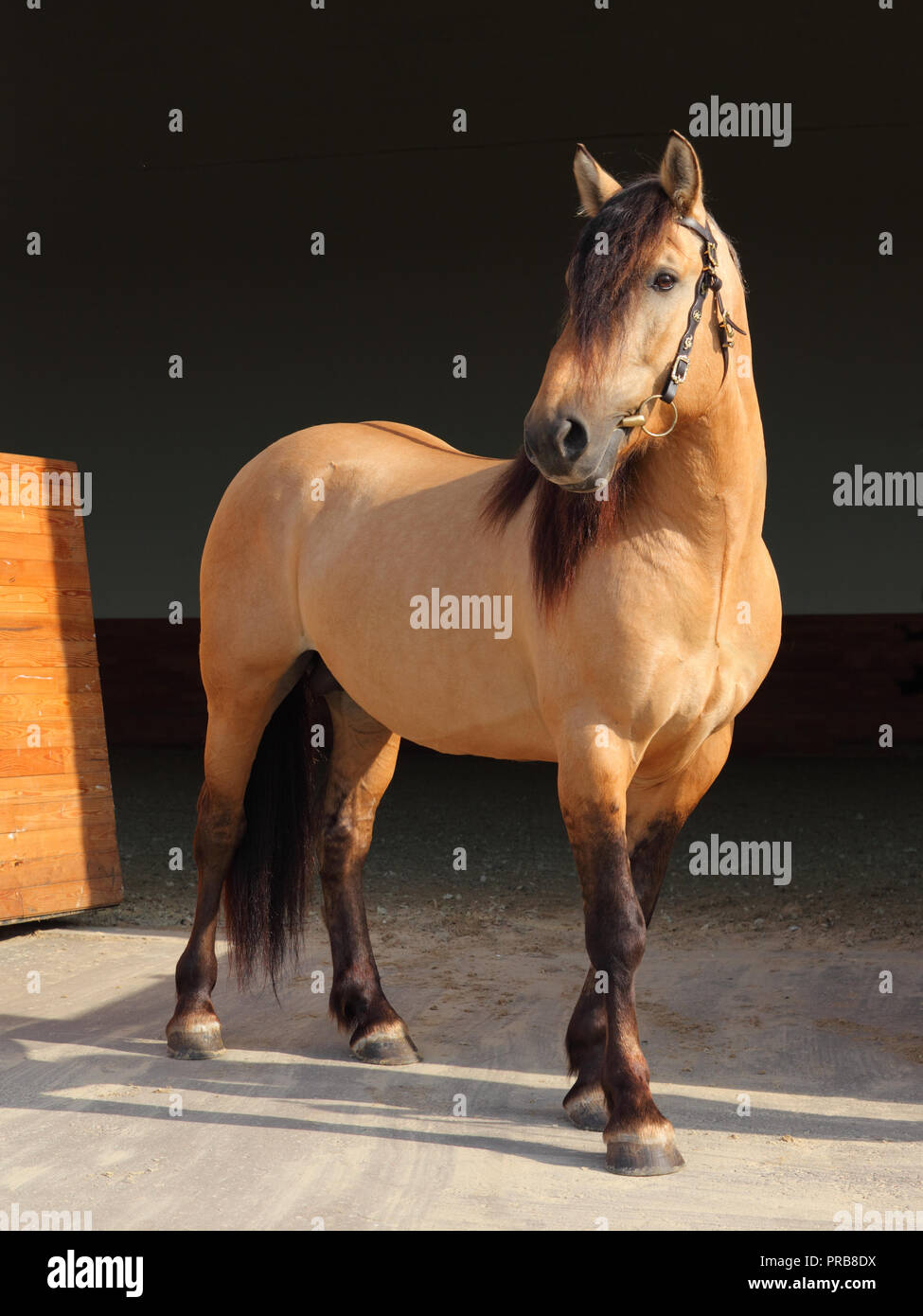 Paso Fino horse dark stable portrait Stock Photo