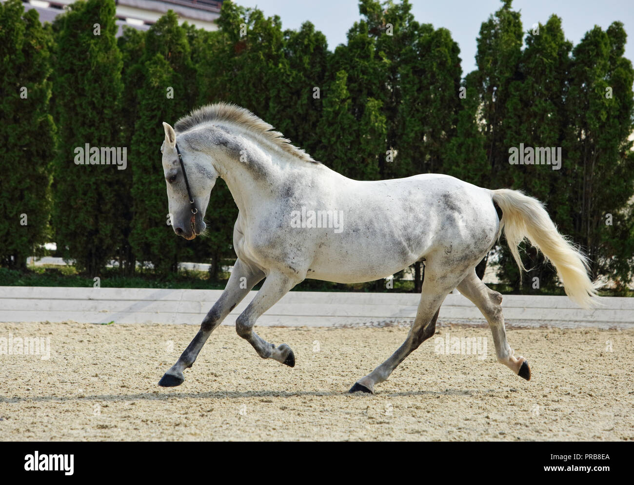 Andalusian horse galloping near the stable at the rest Stock Photo