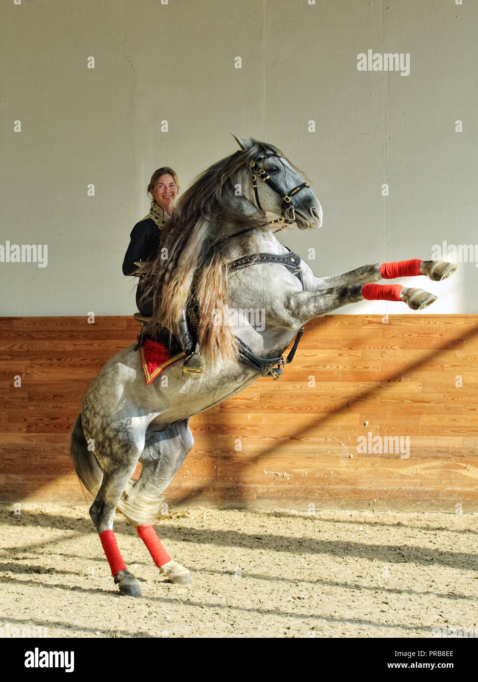 Andalucian stallion rearing up with beauty female rider In traditional matador costume person riding a dapple gray horse Stock Photo