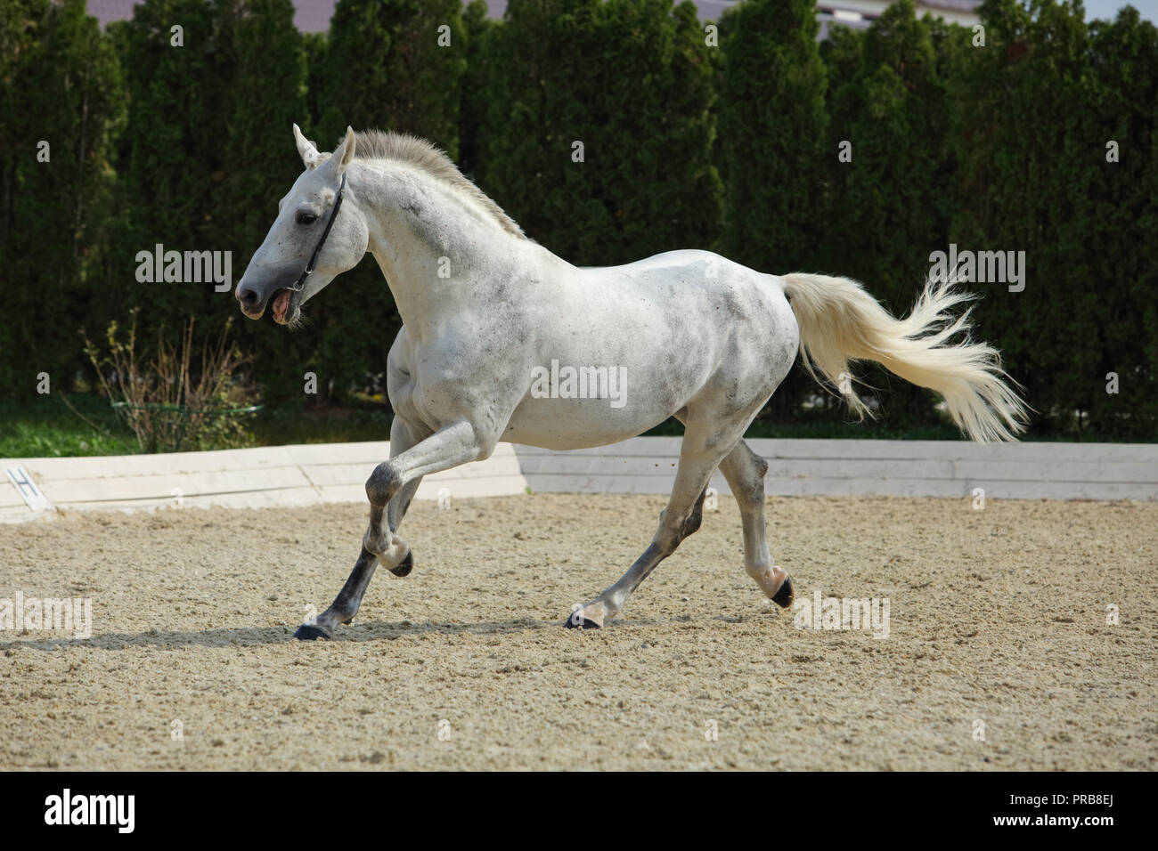 Andalusian horse galloping near the stable at the rest Stock Photo