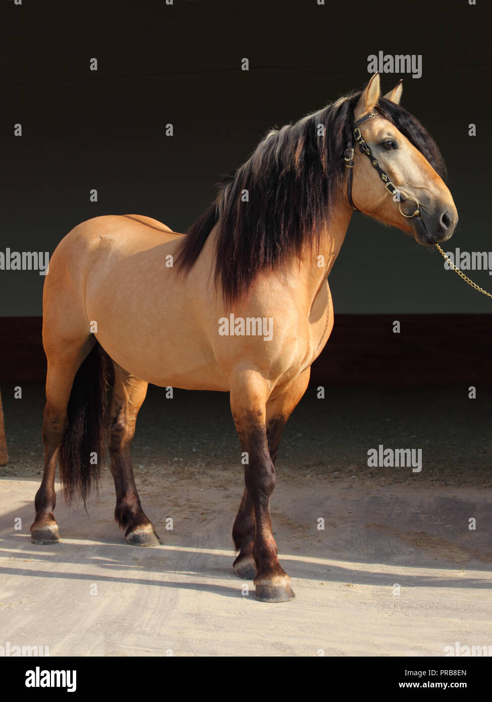 Paso Fino horse dark stable portrait Stock Photo