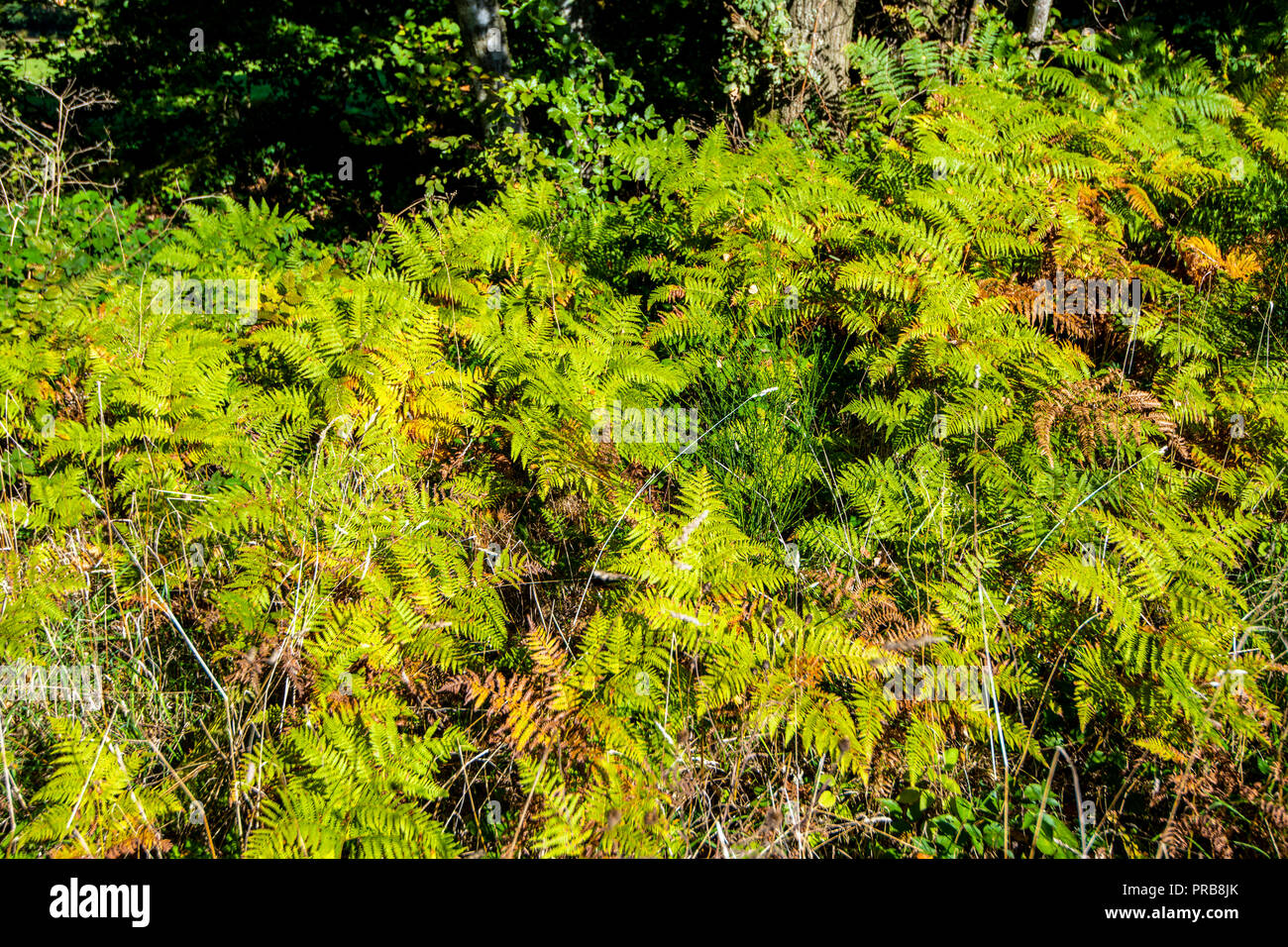 Woodland floor with ferns hi-res stock photography and images - Alamy