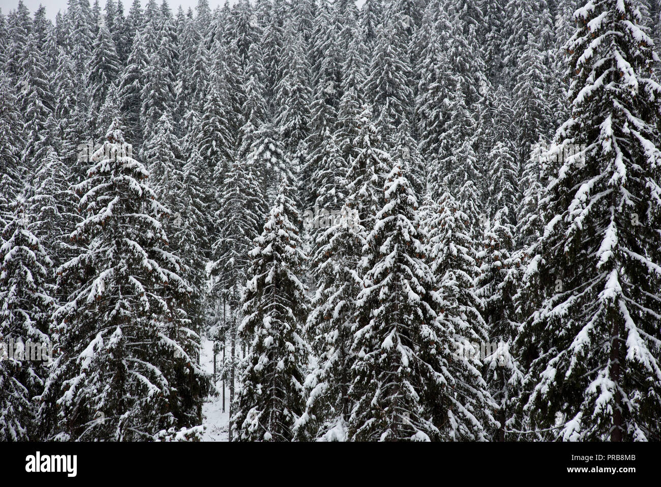 Christmas background, scenic snow covered forest in winter Stock Photo ...