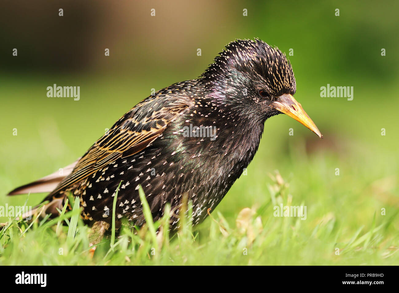 motley starling foraging for food on lawn ( Sturnus vulgaris ) Stock Photo