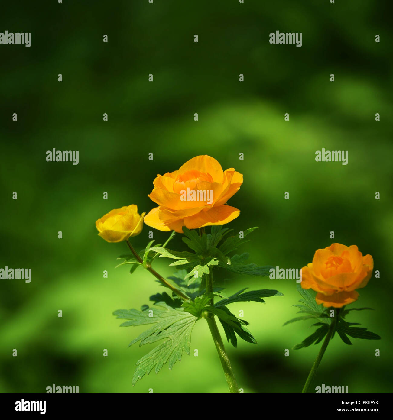 Summer Sunlight Scene: Beautiful Blooming Globeflower Flower on Green Grass Background Stock Photo