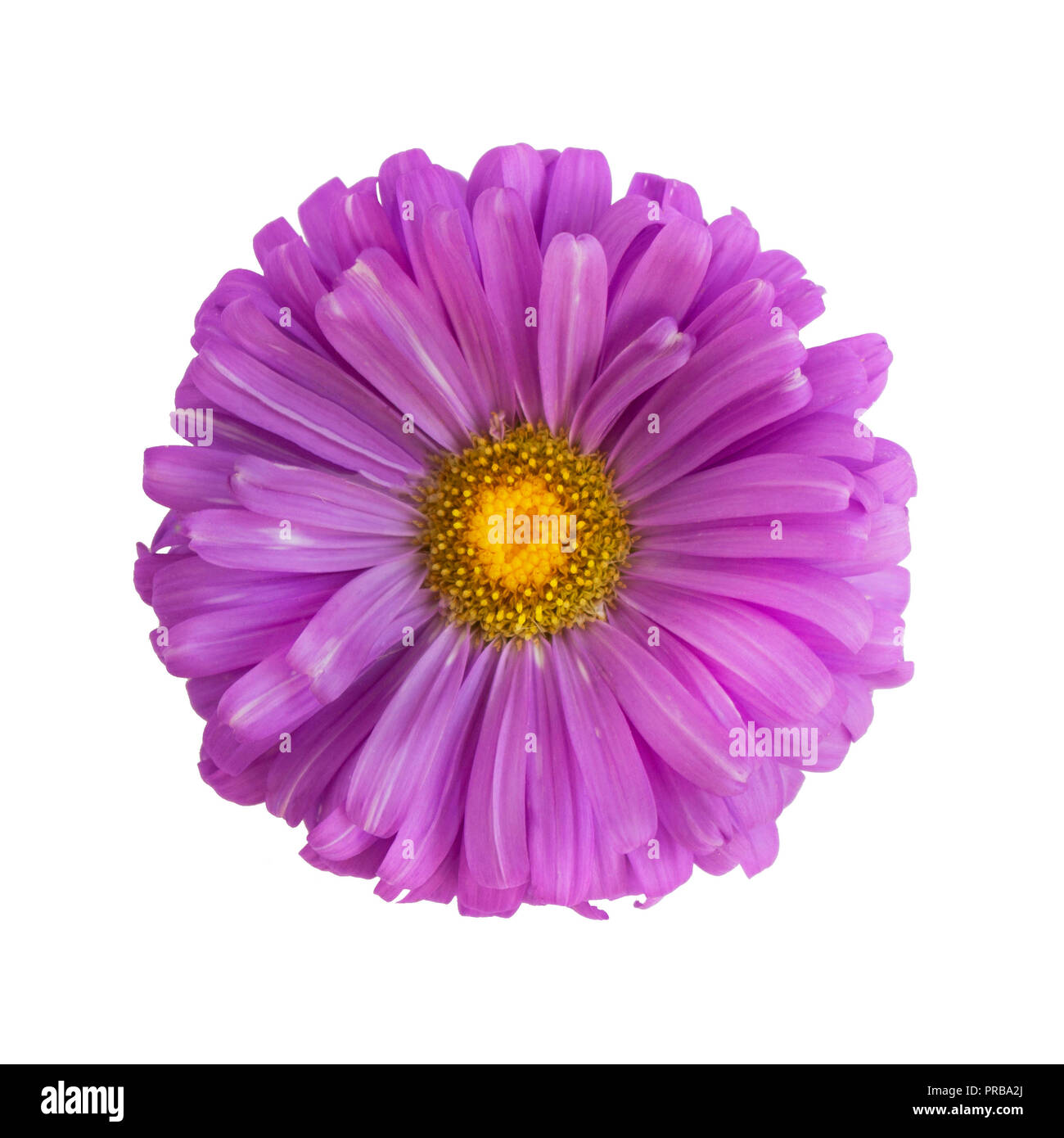 Violet aster flower isolated on white background Stock Photo Alamy