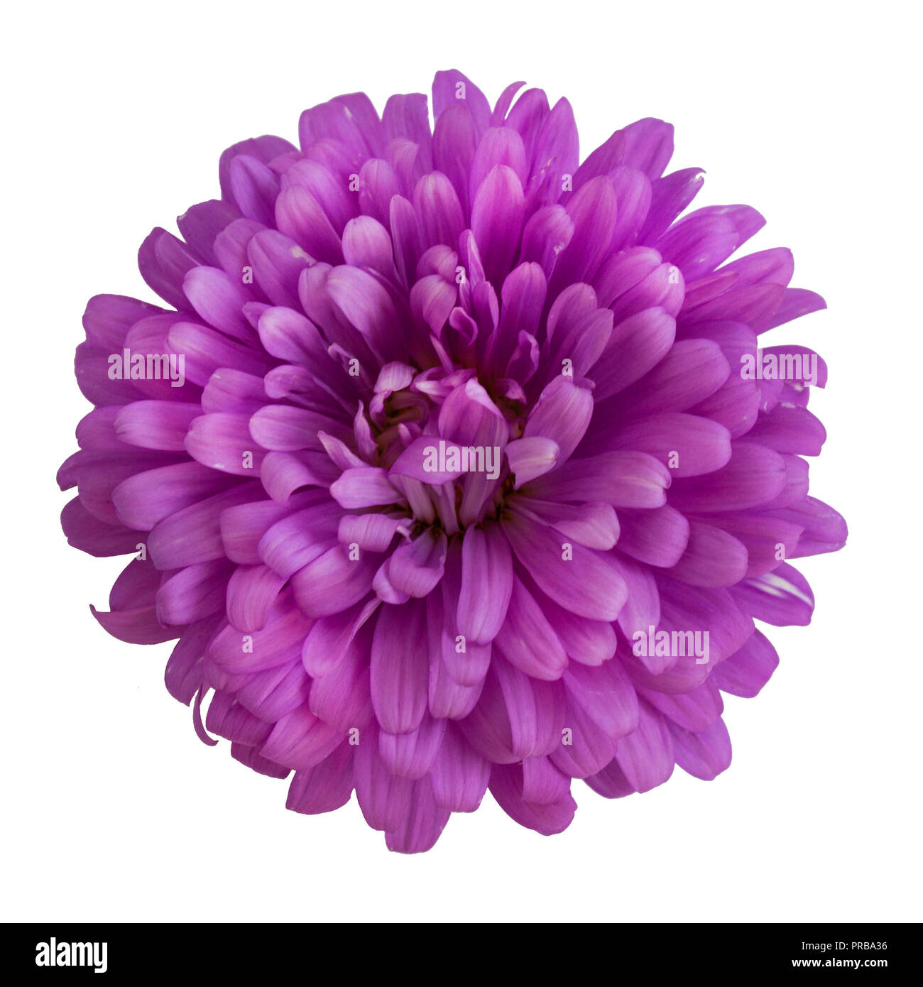 Violet aster flower isolated on white background Stock Photo Alamy