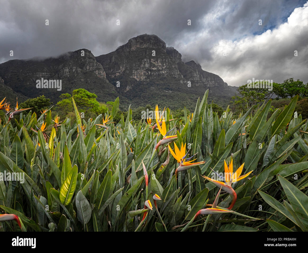 Strelitzia, bird-of-paradise flower, in the Kirstenbosch National Botanical Garden, beneath Table Mountain national park, Cape Town, South Africa Stock Photo