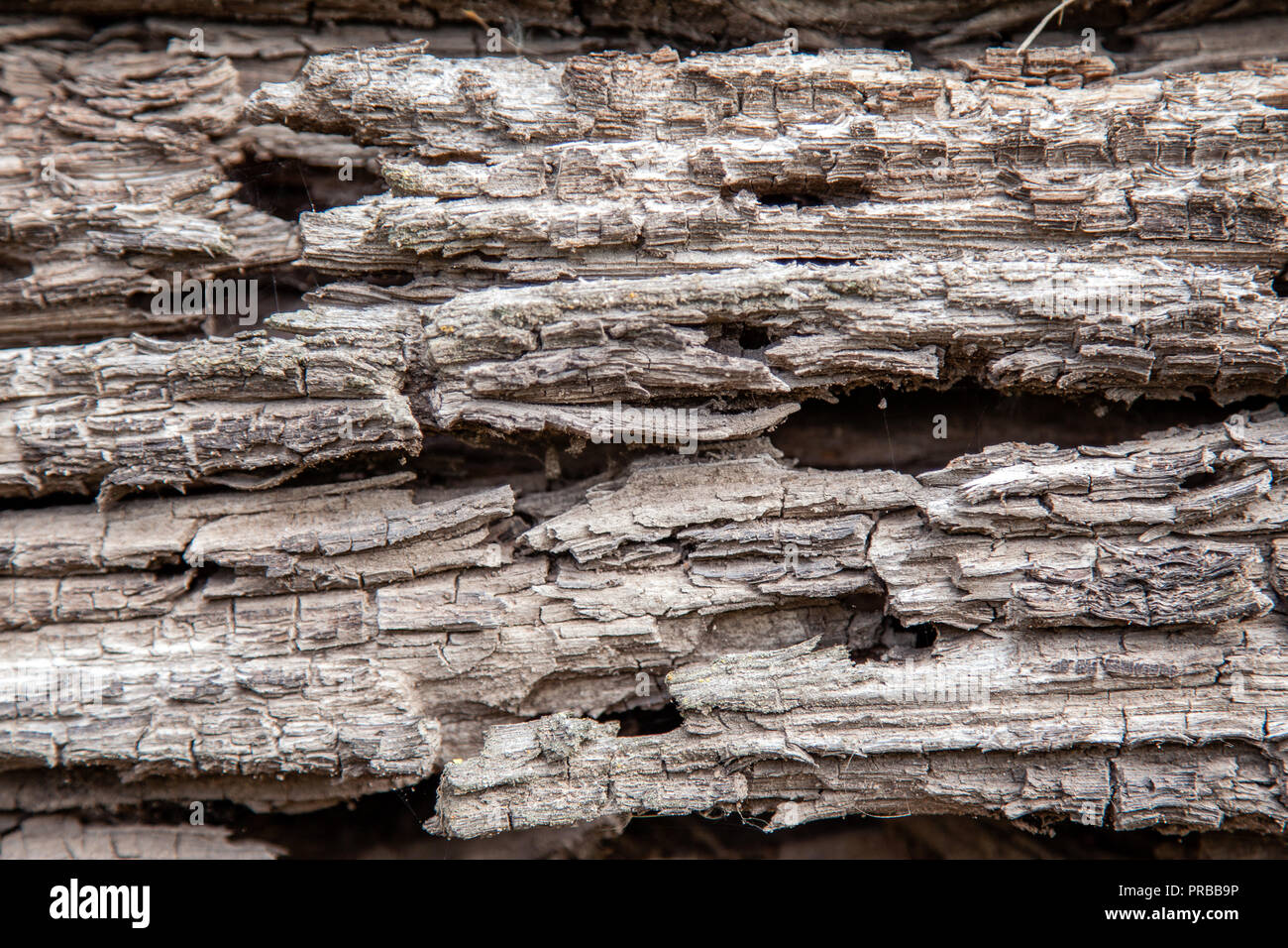 Texture of an old rotten wooden log Stock Photo - Alamy