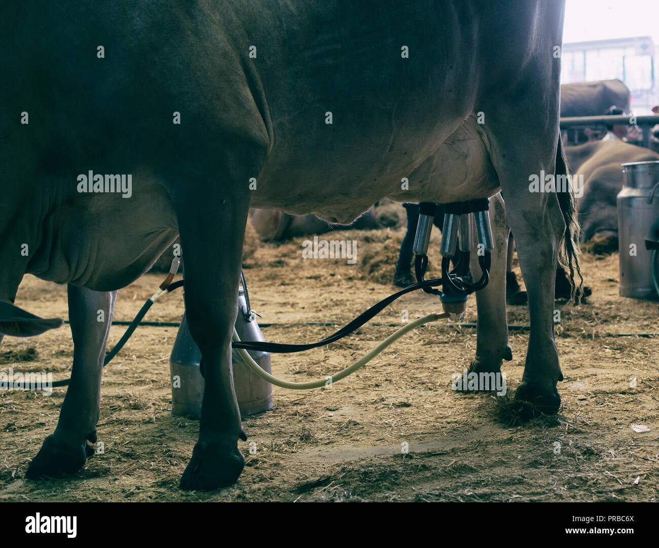 Cow milking facility and mechanized milking equipment Stock Photo