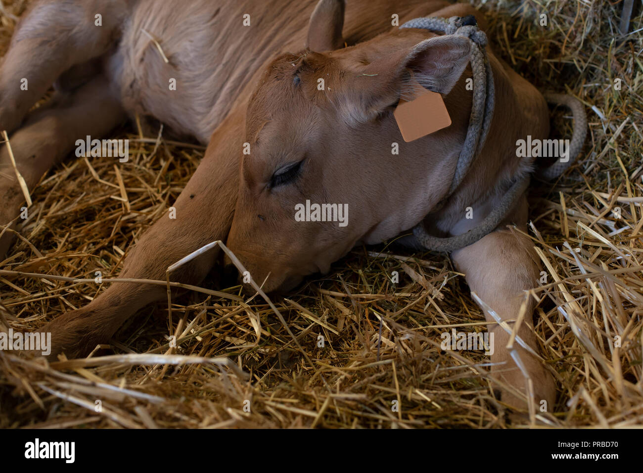 A calf is sleeping Stock Photo Alamy
