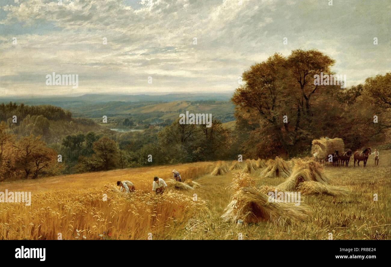 Surrey Harvest Time near Holmbury Hill G V Cole Print