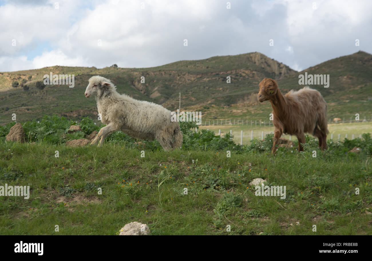 White and brown sheep running in green field Stock Photo