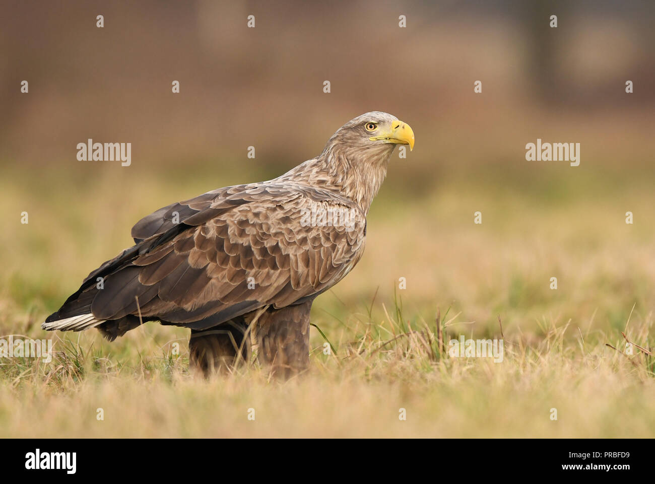 White tailed eagle (Haliaeetus albicilla) Stock Photo