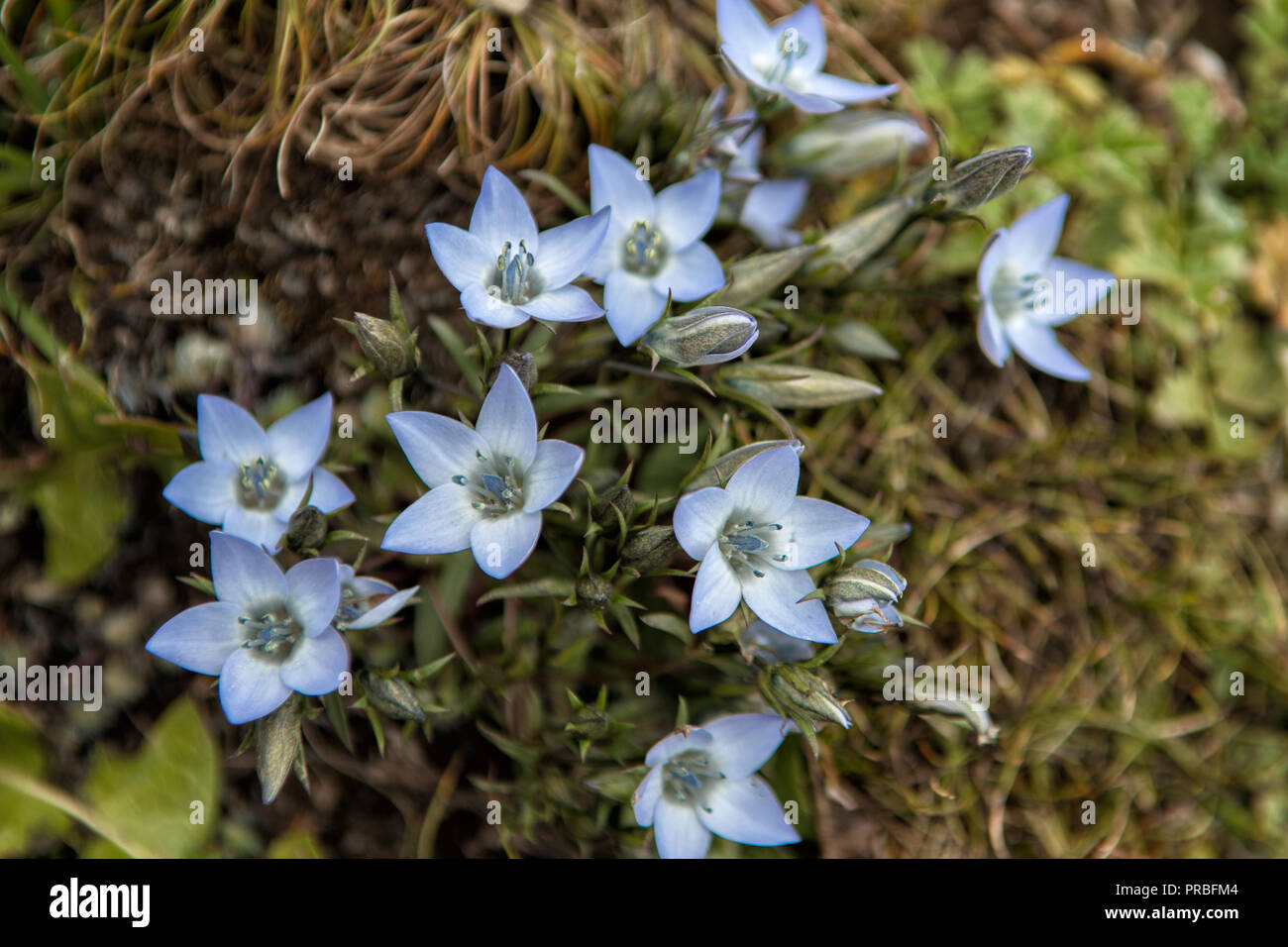 Blue flowers of the Himalayas near Jangothang, Thimphu District, Snowman Trek, Bhutan Stock Photo