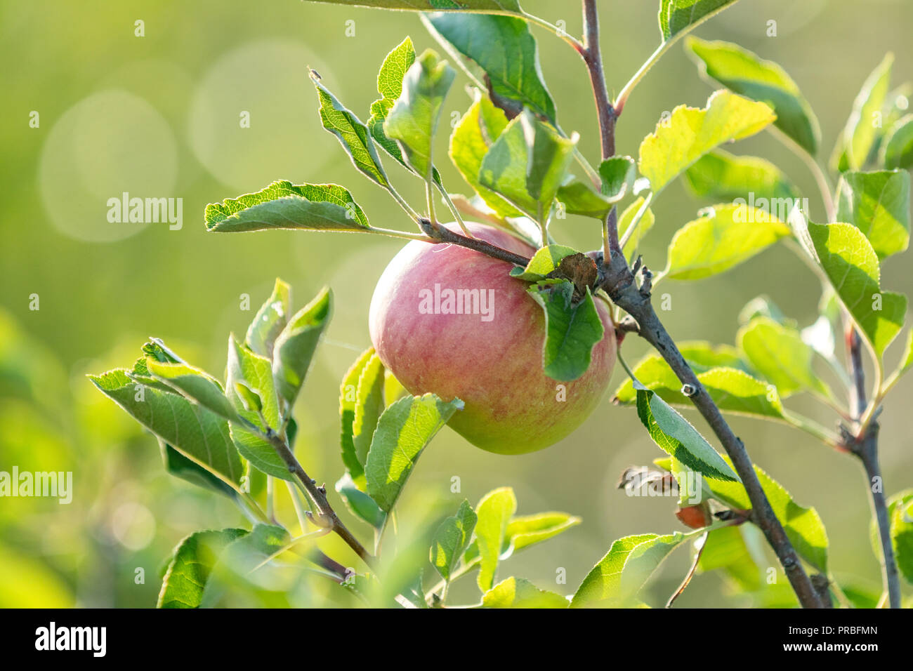 Fresh raw red apple on the branch in the garden on sunny day. Close up, shallow depth of the field. Stock Photo