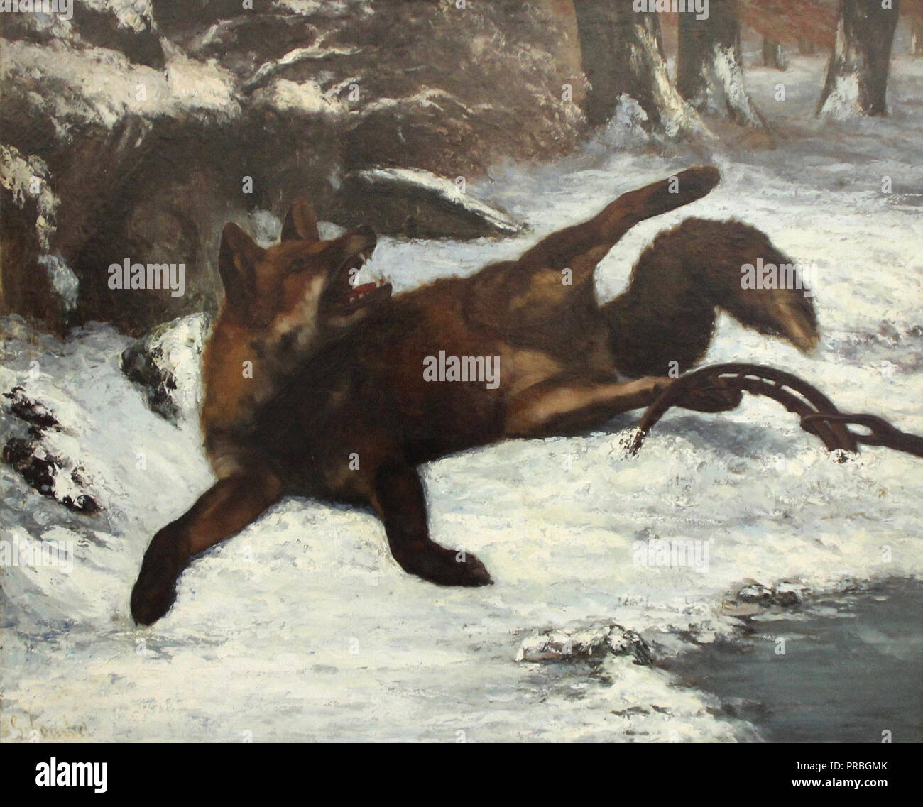 Courbet Gustave Le Renard Pris Au Piège Stock Photo Alamy