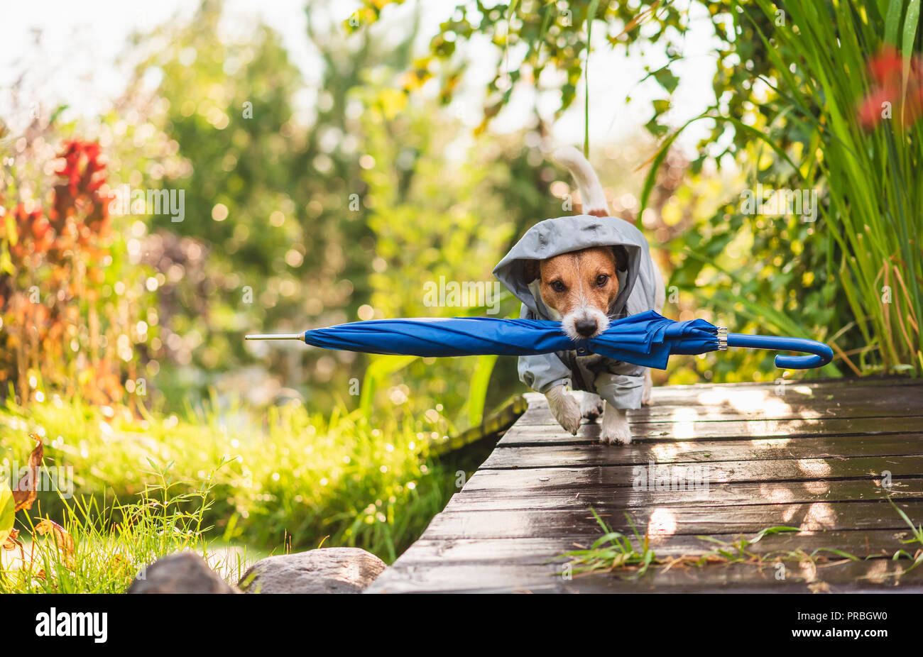 Dog umbrella for sun cheap