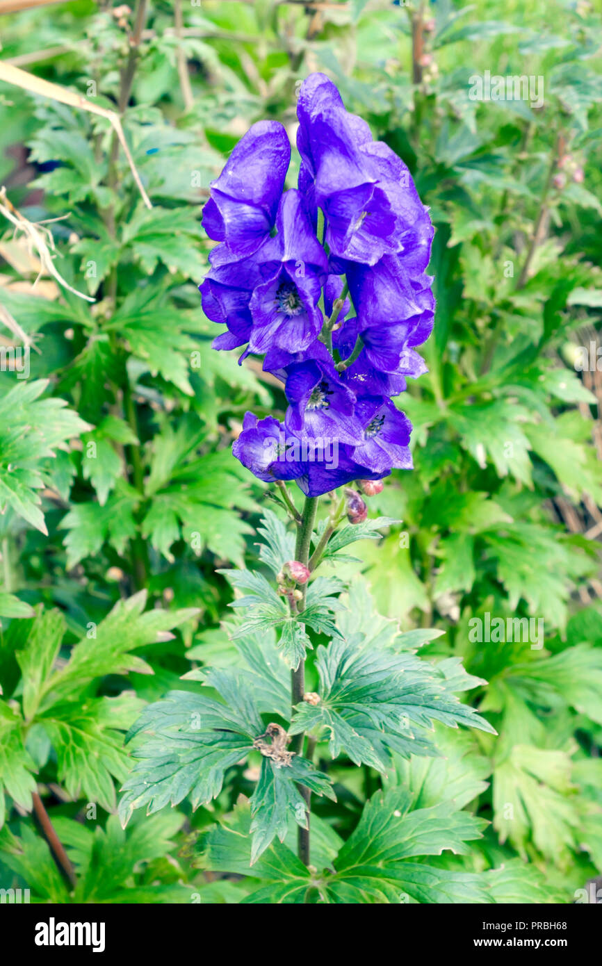 Aconitum or Monks Hood a very poisonous plant with blue bell shaped flowers growing in a urban garden in North Yorkshire England UK Stock Photo