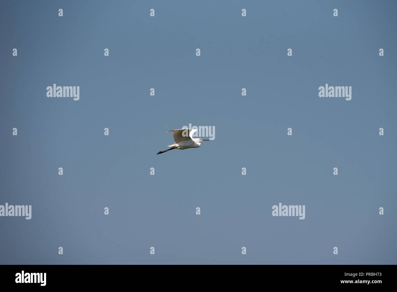 A little egret, medium-sized white bird, flies in the blue sky on a sunny  day, horizontal image Stock Photo - Alamy