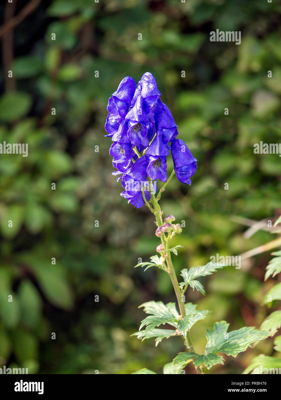 Aconitum or Monks Hood a very poisonous plant with blue bell shaped flowers growing in a urban garden in North Yorkshire England UK Stock Photo