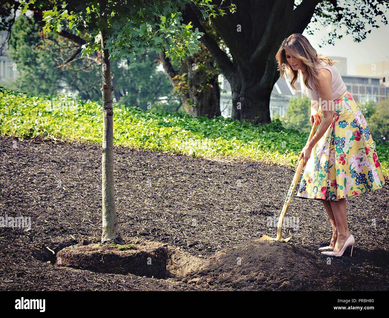 U.S First Lady Melania Trump, grabs a shovel of dirt as she participates in a tree planting wearing light pink Christian Louboutin stilettos on the South Lawn of the White House August 27, 2018 in Washington, DC. The sapling replaces a tree which blew down during a windstorm earlier this year. Stock Photo