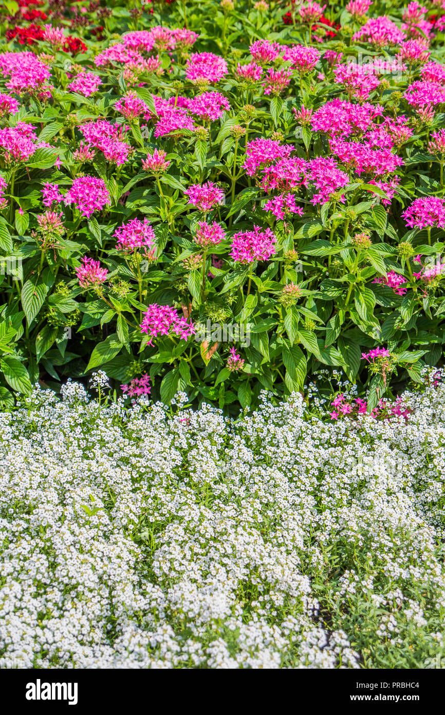 Beautiful Blooming Flowers in a Landscaped Garden Stock Photo