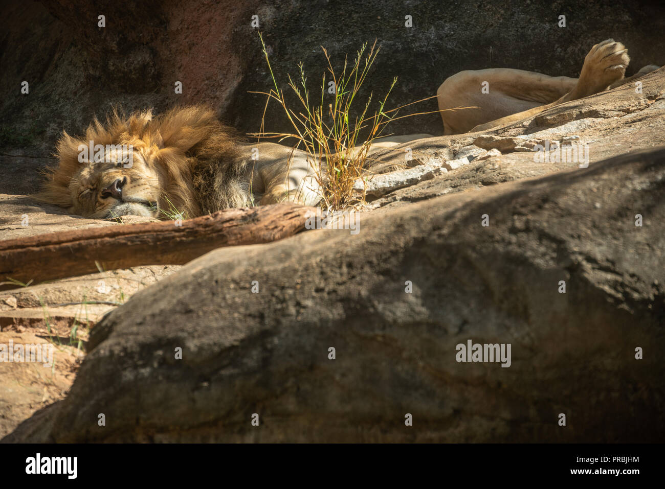 Sleeping African lion at Zoo Atlanta near downtown Atlanta, Georgia. (USA) Stock Photo