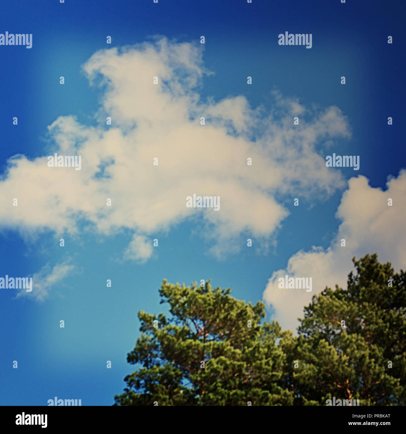 Tops of tree pine in sky with clouds Stock Photo - Alamy