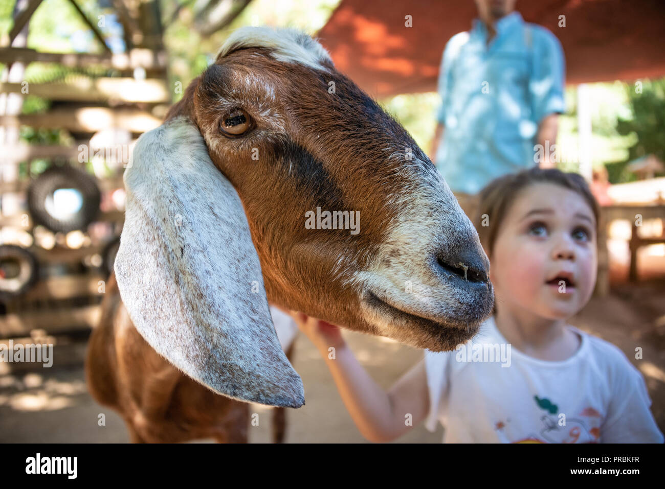 Child petting a goat at Zoo Atlanta's Outback Station Children's Zoo