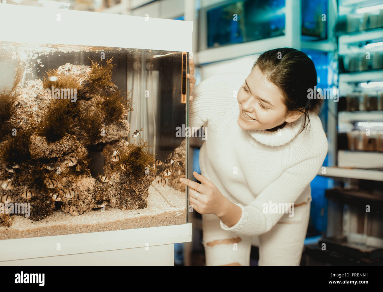 Teenager is looking at striped and colorful fishes in aquarium with rocks and algae. Stock Photo