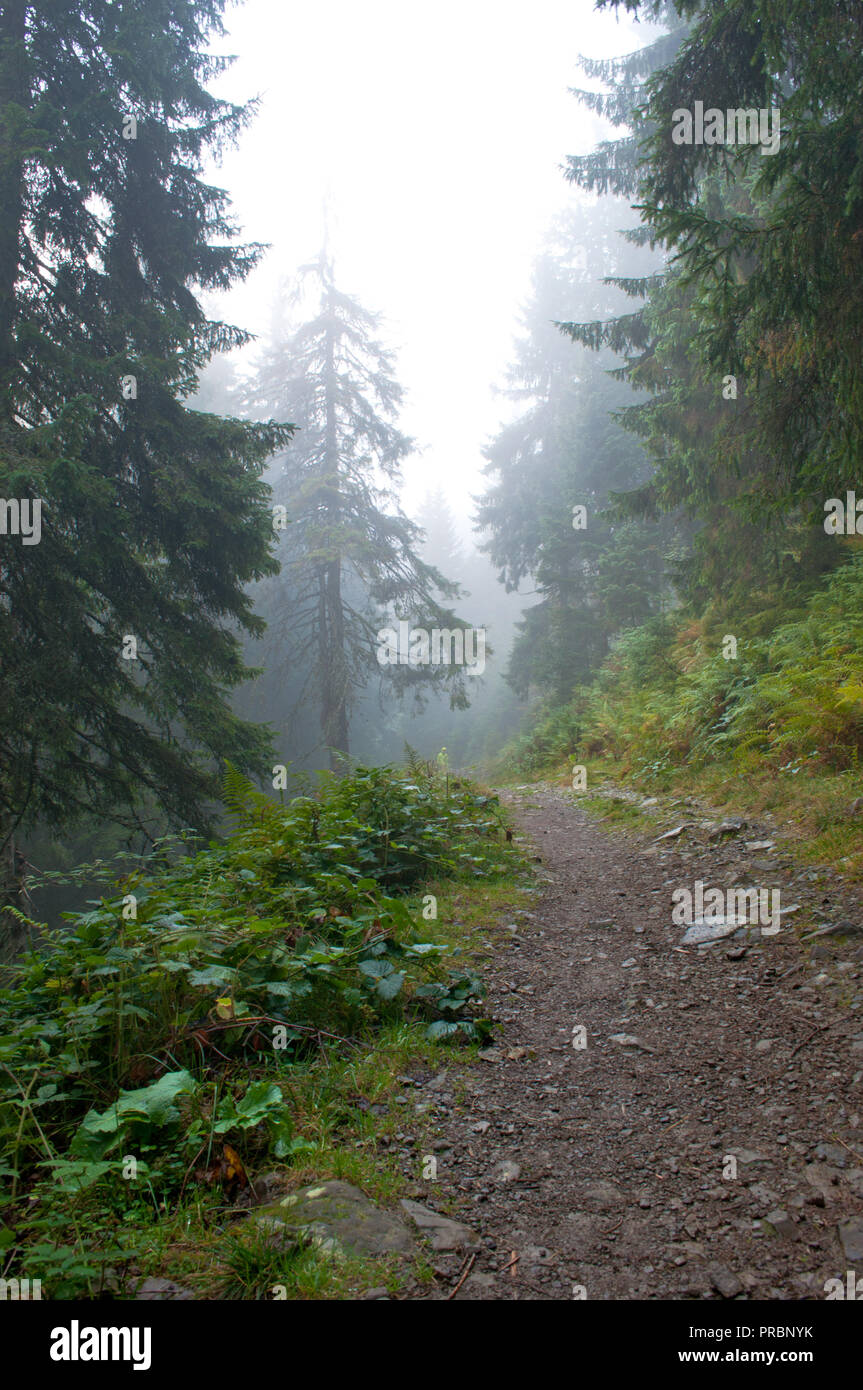 Misty road through hi-res stock photography and images - Alamy