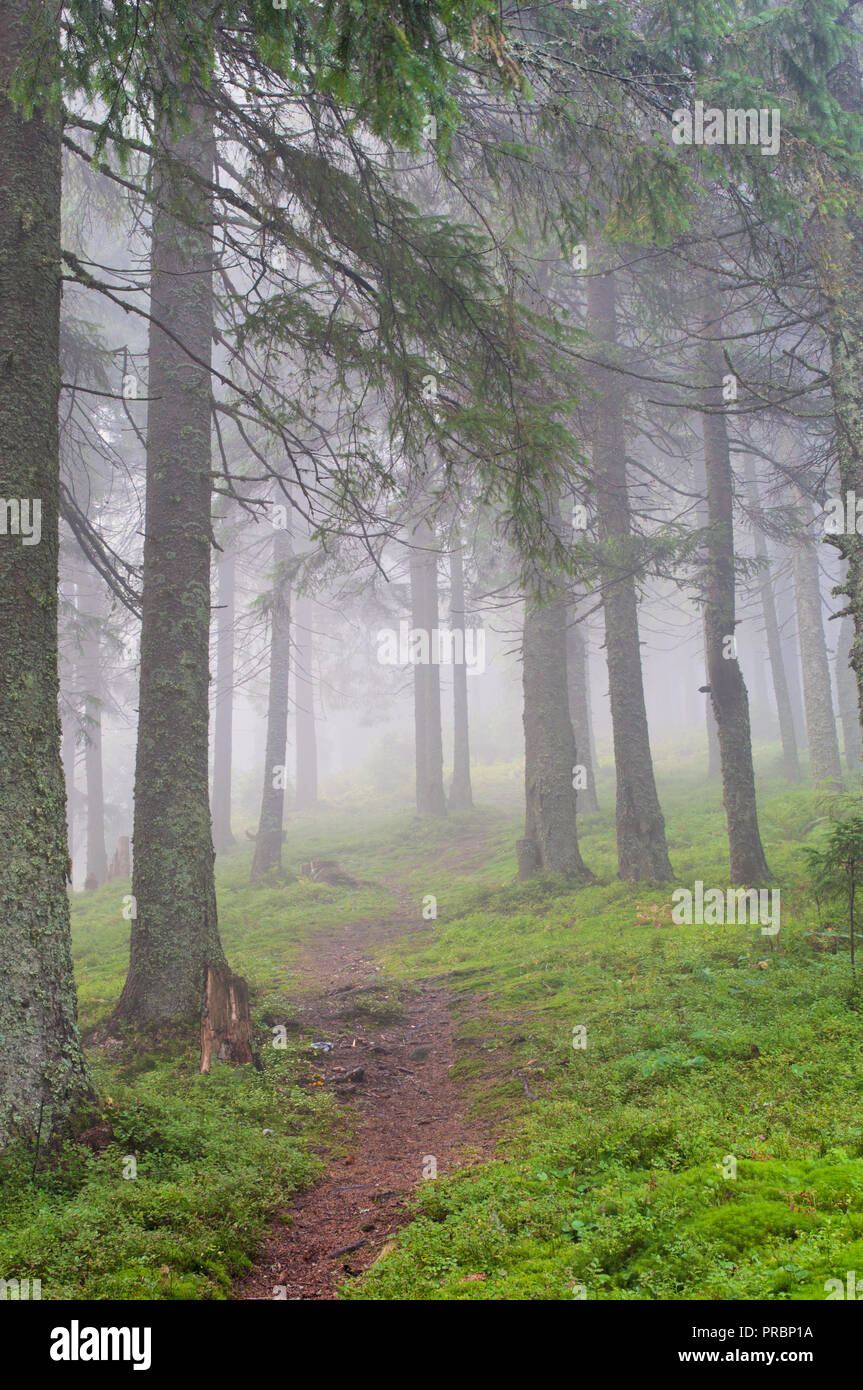 Misty pine forest hi-res stock photography and images - Alamy