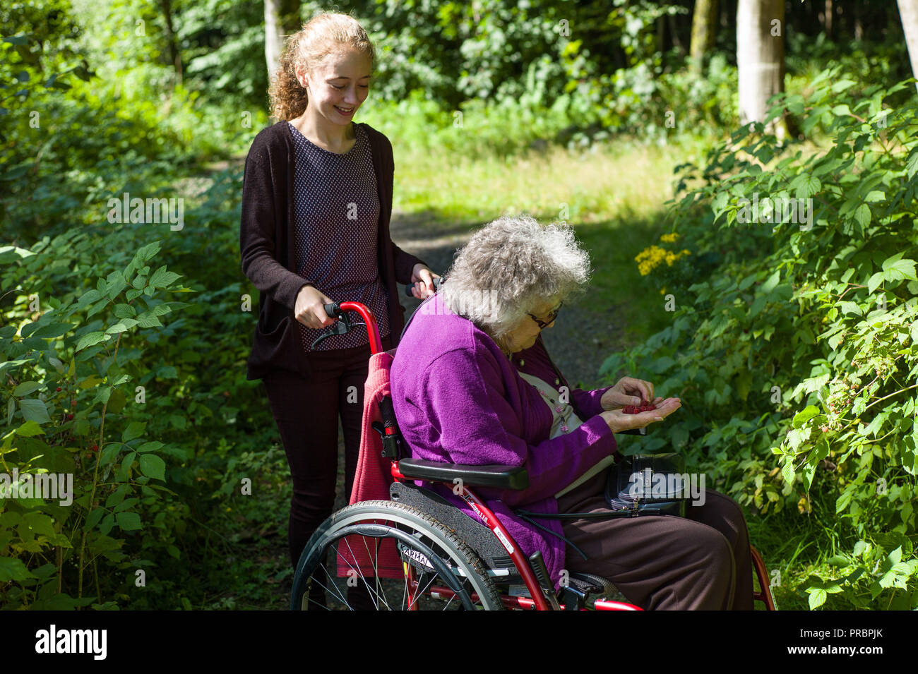 Grand daughter and grandmother pick raspberries in woodland at Foggieton  woods in Aberdeen Scotland Stock Photo